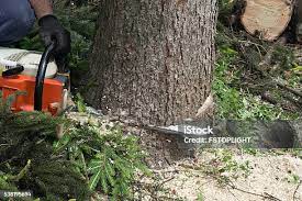 How Our Tree Care Process Works  in  East Porterville, CA