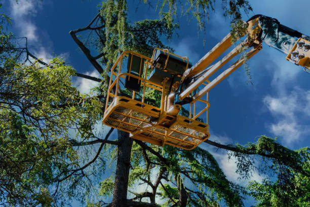 Best Emergency Tree Removal  in East Porterville, CA